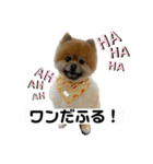 ポメラニアンのゴンスケ（個別スタンプ：1）