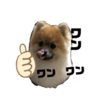 ポメラニアンのゴンスケ（個別スタンプ：4）