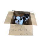 ポメラニアンのゴンスケ（個別スタンプ：23）