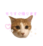 マガリシッポのスタンプ2（個別スタンプ：11）