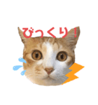 マガリシッポのスタンプ2（個別スタンプ：14）