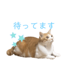 マガリシッポのスタンプ2（個別スタンプ：16）