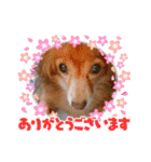 チワックスのクッキーちゃんスタンプVer.6（個別スタンプ：1）