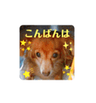 チワックスのクッキーちゃんスタンプVer.6（個別スタンプ：10）