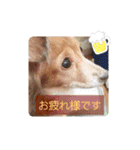 チワックスのクッキーちゃんスタンプVer.6（個別スタンプ：16）