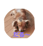 チワックスのクッキーちゃんスタンプVer.6（個別スタンプ：23）