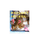チワックスのクッキーちゃんスタンプVer.6（個別スタンプ：26）