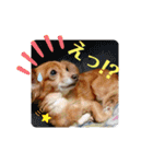 チワックスのクッキーちゃんスタンプVer.6（個別スタンプ：37）