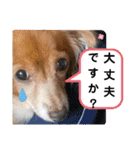 チワックスのクッキーちゃんスタンプVer.6（個別スタンプ：40）