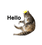 ねこのいる生活②（個別スタンプ：1）
