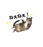 ねこのいる生活②（個別スタンプ：2）