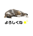ねこのいる生活②（個別スタンプ：4）
