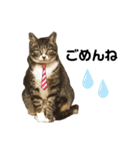 ねこのいる生活②（個別スタンプ：5）
