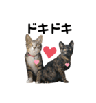 ねこのいる生活②（個別スタンプ：8）