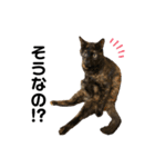 ねこのいる生活②（個別スタンプ：9）