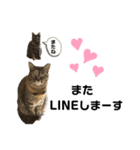 ねこのいる生活②（個別スタンプ：10）