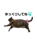 ねこのいる生活②（個別スタンプ：11）