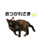 ねこのいる生活②（個別スタンプ：13）