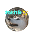 さくらと一緒 2（個別スタンプ：4）