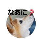 さくらと一緒 2（個別スタンプ：8）