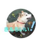 さくらと一緒 2（個別スタンプ：14）