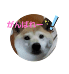 さくらと一緒 2（個別スタンプ：15）