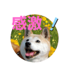 さくらと一緒 2（個別スタンプ：16）