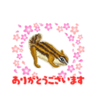 リスの刺繍スタンプ（個別スタンプ：4）