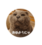 フック船長 手抜きver.（個別スタンプ：1）