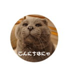 フック船長 手抜きver.（個別スタンプ：2）