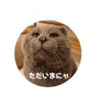 フック船長 手抜きver.（個別スタンプ：4）