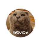 フック船長 手抜きver.（個別スタンプ：6）