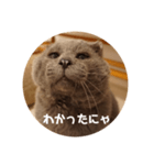 フック船長 手抜きver.（個別スタンプ：7）