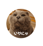 フック船長 手抜きver.（個別スタンプ：8）