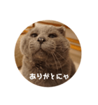 フック船長 手抜きver.（個別スタンプ：9）