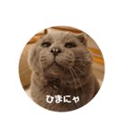 フック船長 手抜きver.（個別スタンプ：14）