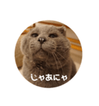 フック船長 手抜きver.（個別スタンプ：15）