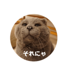 フック船長 手抜きver.（個別スタンプ：16）