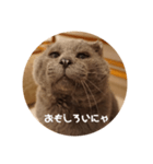 フック船長 手抜きver.（個別スタンプ：17）