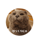 フック船長 手抜きver.（個別スタンプ：19）