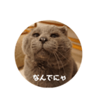 フック船長 手抜きver.（個別スタンプ：20）