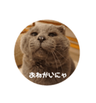 フック船長 手抜きver.（個別スタンプ：21）