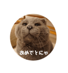 フック船長 手抜きver.（個別スタンプ：22）