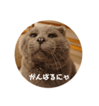 フック船長 手抜きver.（個別スタンプ：25）