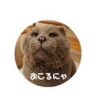 フック船長 手抜きver.（個別スタンプ：30）