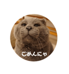 フック船長 手抜きver.（個別スタンプ：31）