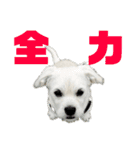 元気が出る！ポジティブ応援スタンプ（個別スタンプ：7）