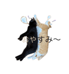 3匹のお猫Part2（個別スタンプ：1）