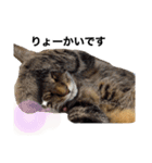 3匹のお猫Part2（個別スタンプ：2）