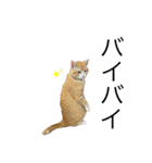 3匹のお猫Part2（個別スタンプ：3）